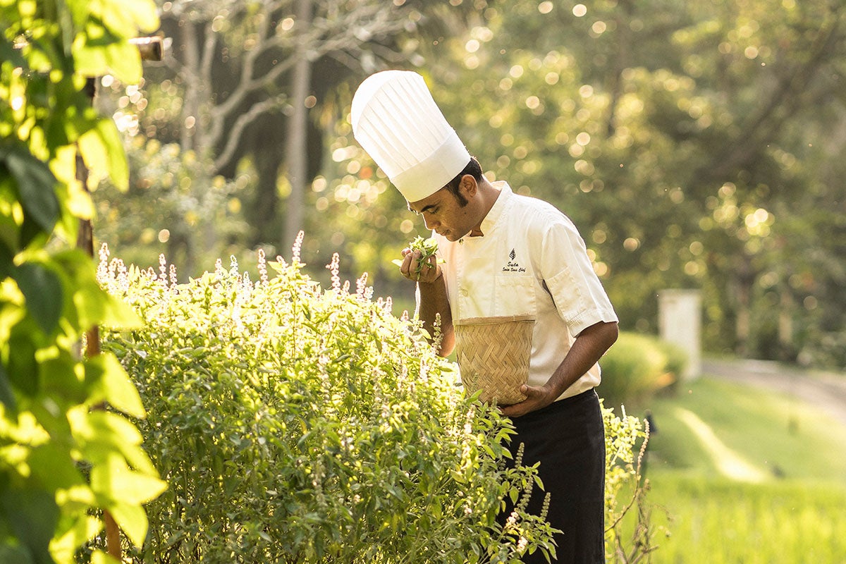 Chef Suta foraging