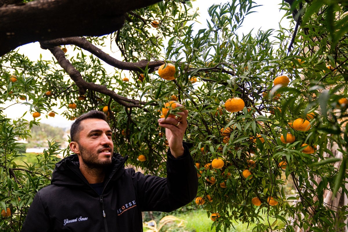 Senese nell'orto sinergico