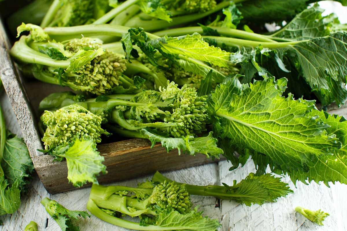 come cucinare le cime di rape - Fine Dining Lovers