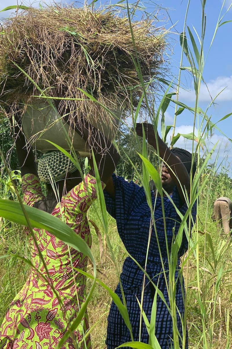 La raccolta del fonio