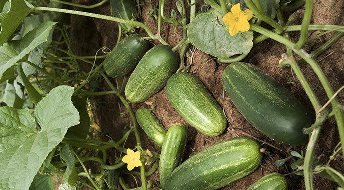 cetriolo-frutta-o-verdura