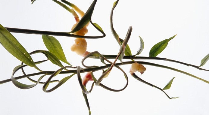 come-si-coltiva-lo-zenzero-in-casa