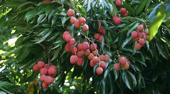 litchi proprietà
