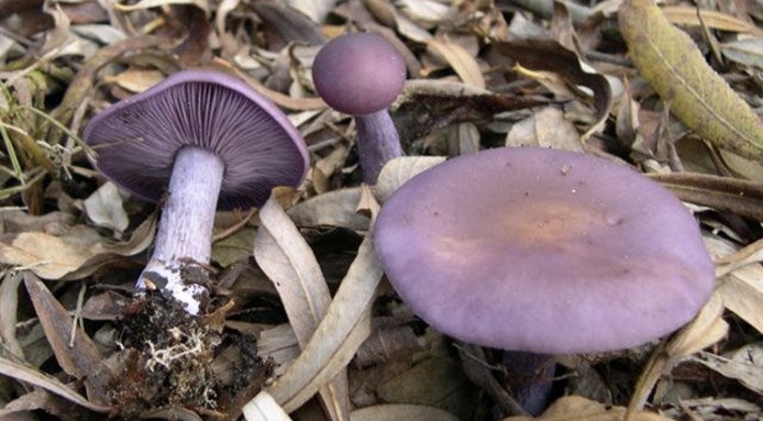 funghi-frutta-o-verdura