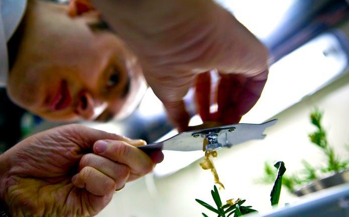 magnolia-alberto-faccani