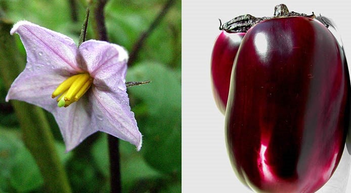 melanzana frutto e fiore