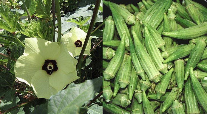 ocra-frutta-o-verdure