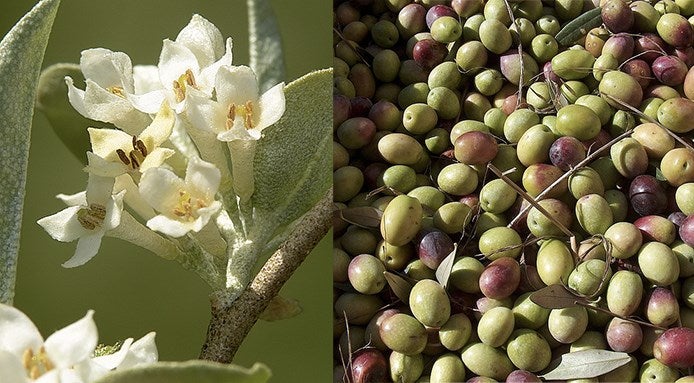 olive-frutti-o-verdura