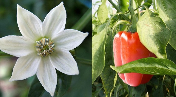 peperoni frutta o verdura