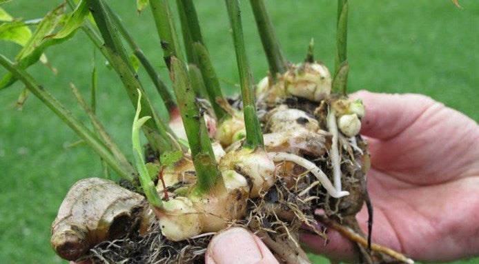 pianta-di-zenzero-radici