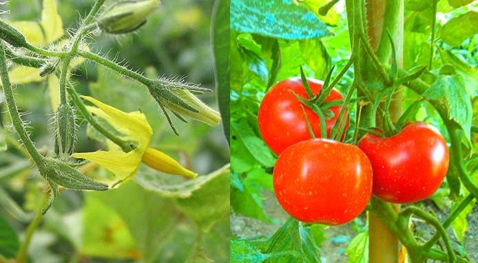 pomodoro frutta o verdura