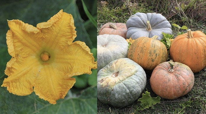 zucca-frutta-o-verdura