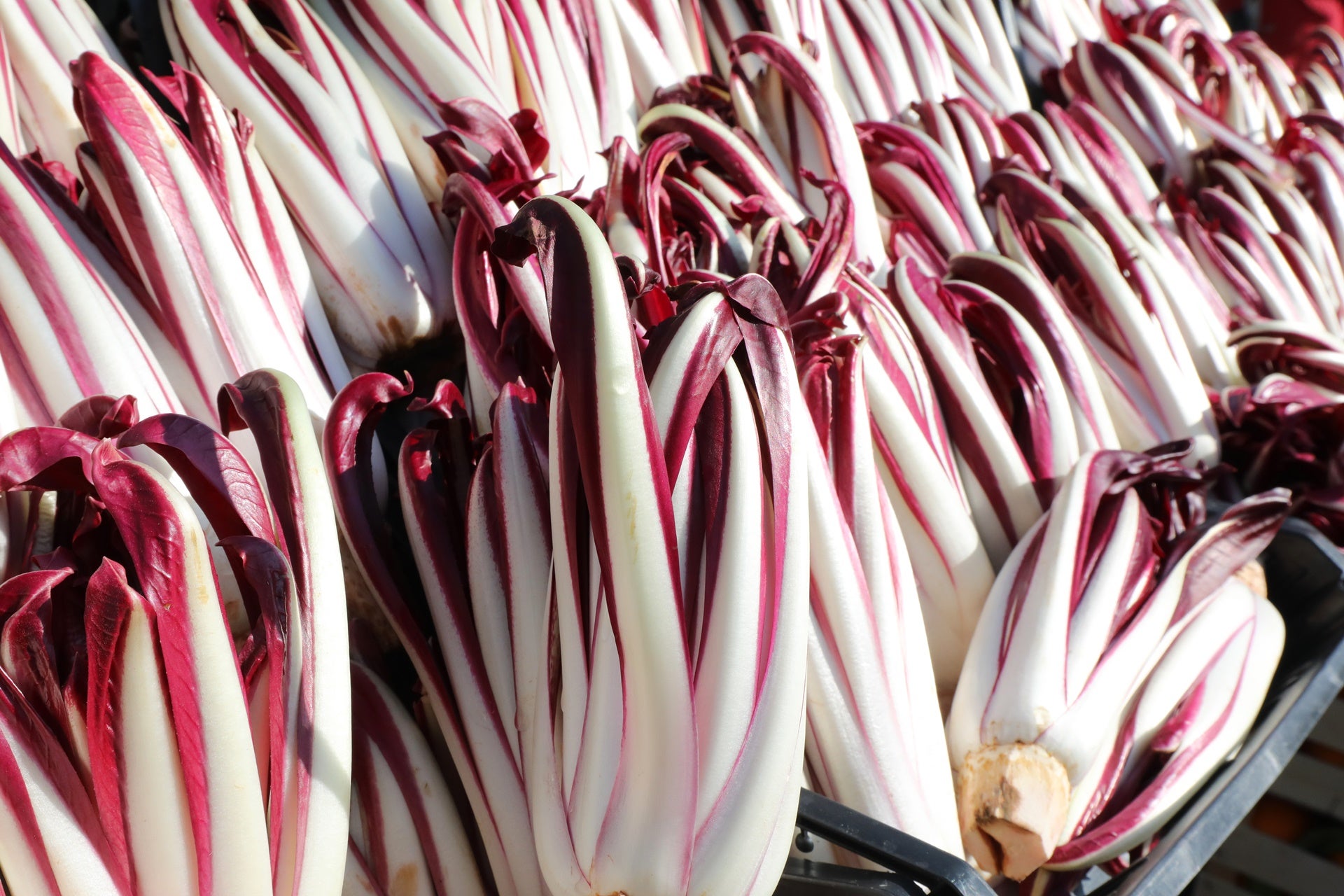 radicchio