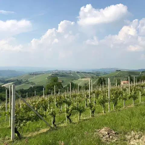 campo di erba verde sotto il cielo blu durante il giorno