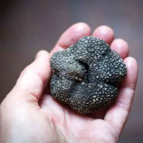 Tartufo - prodotti tipici molisani