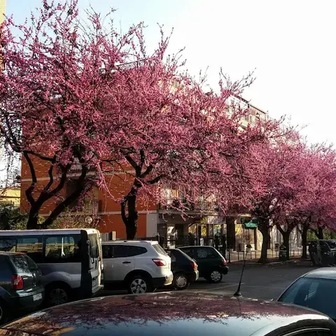 Via delle Palme
