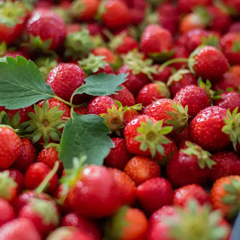 Fragole