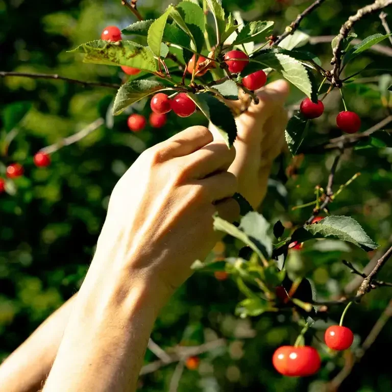 Cracco Portofino - Ciliegie
