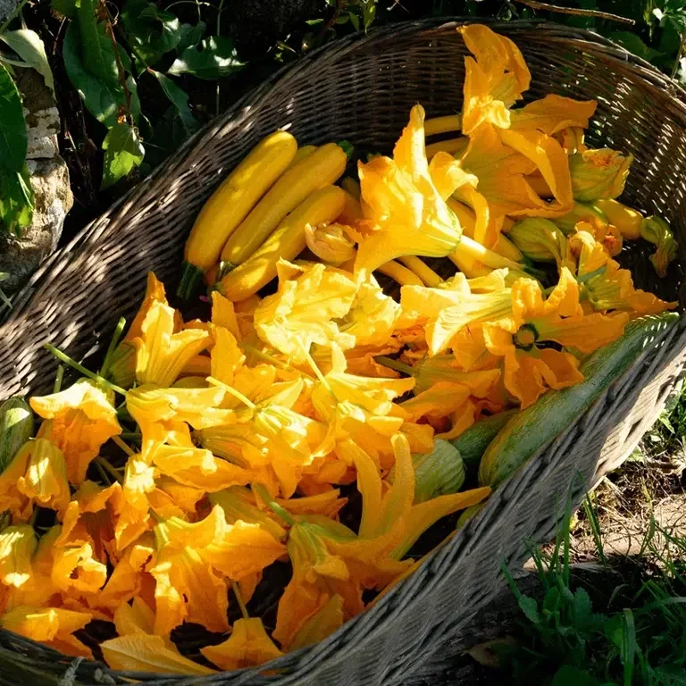 Cracco Portofino - Fiori di zucchina