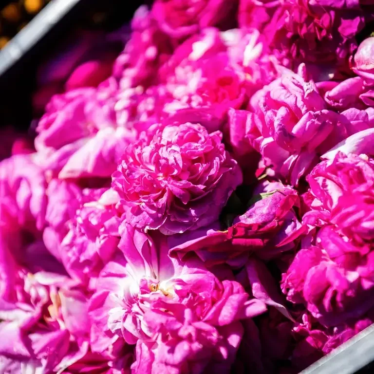 Cracco Portofino - Fiori