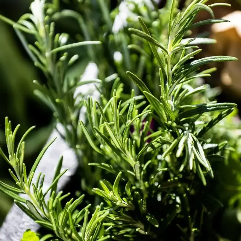 Cracco Portofino - Rosmarino