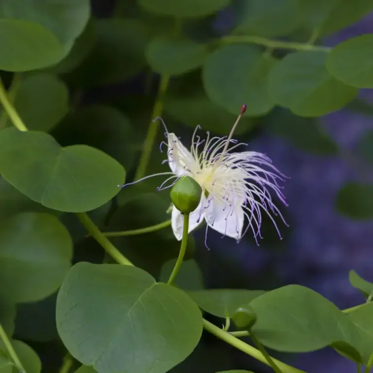 foglie di cappero - Fine Dining Lovers