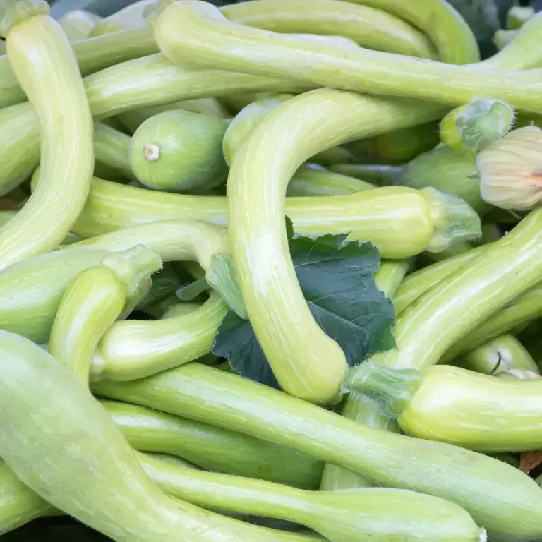 zucchine trombetta - Fine Dining Lovers