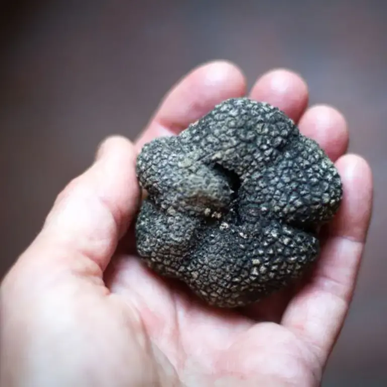 Tartufo - prodotti tipici molisani