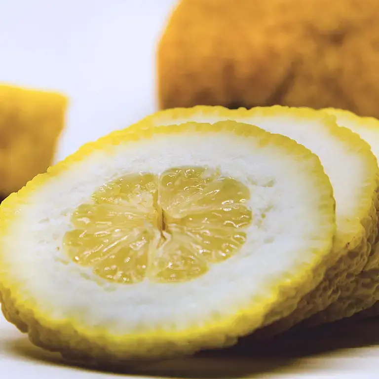 Cedro