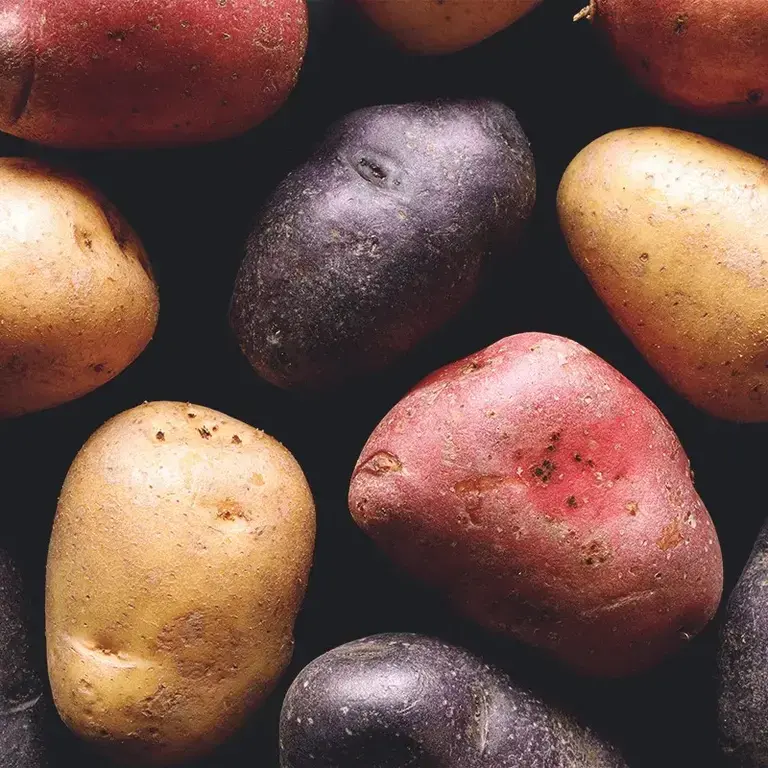 Patate di vari colori