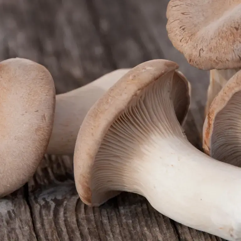 ricette con funghi cardoncelli - Fine Dining Lovers