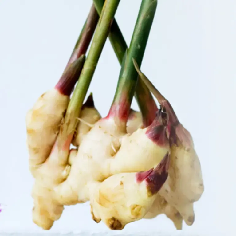 coltivare-zenzero-in-casa