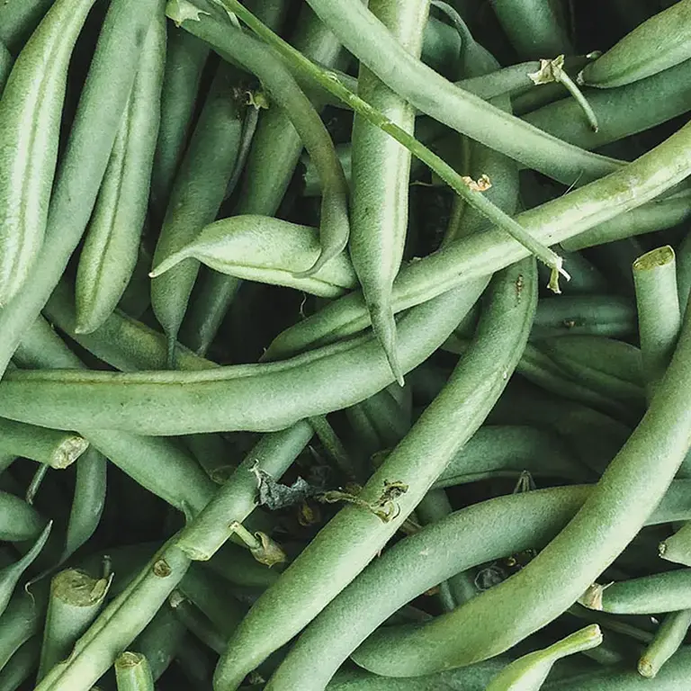 come congelare i fagiolini