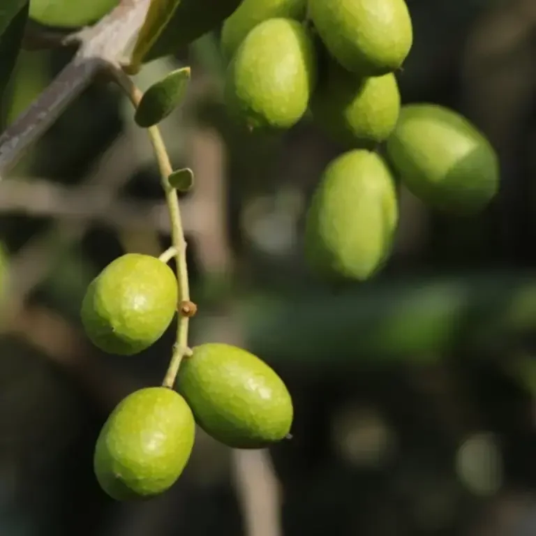 come-conservare-le-olive