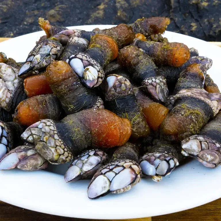 percebes