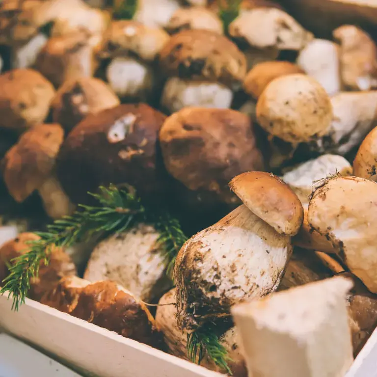 come cucinare i funghi porcini - Fine Dining Lovers