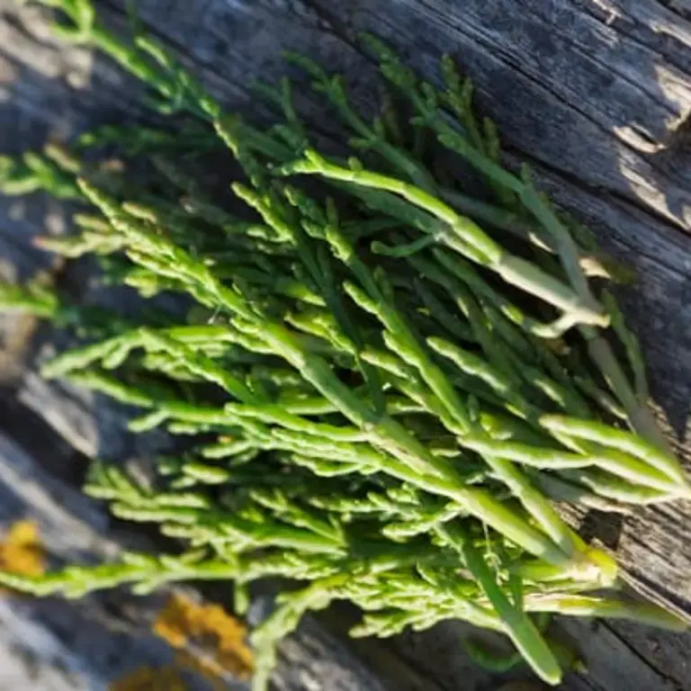 salicornia