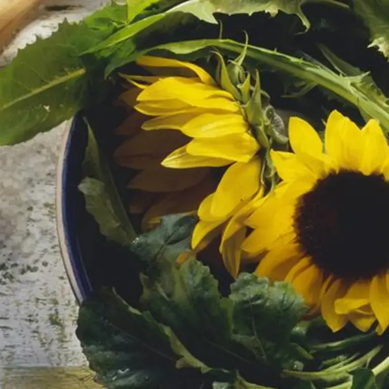 tarassaco-come-si-mangia