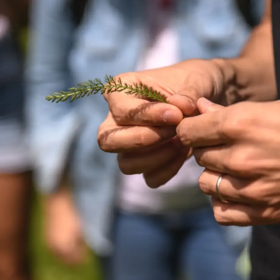 achillea millefoglie