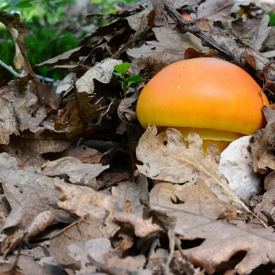 funghi ovolo - Fine Dining Lovers