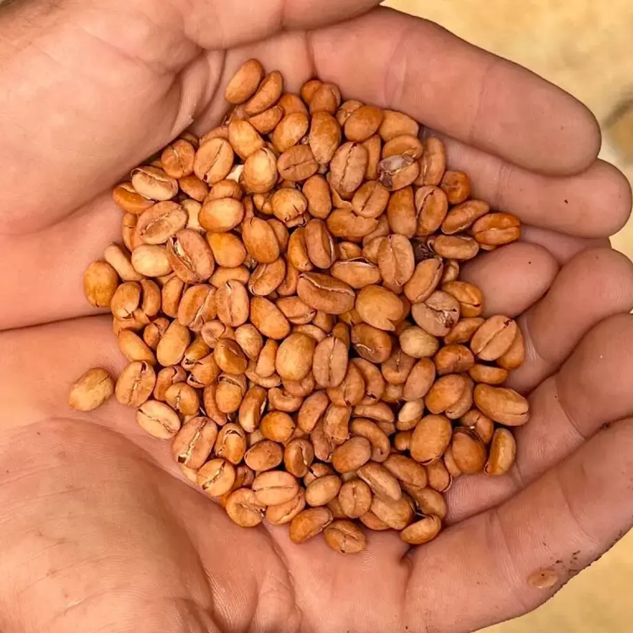 Caffè colombiano progetto Renacer