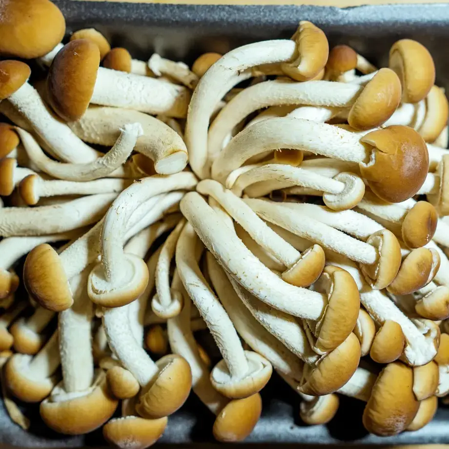 Funghi chiodini