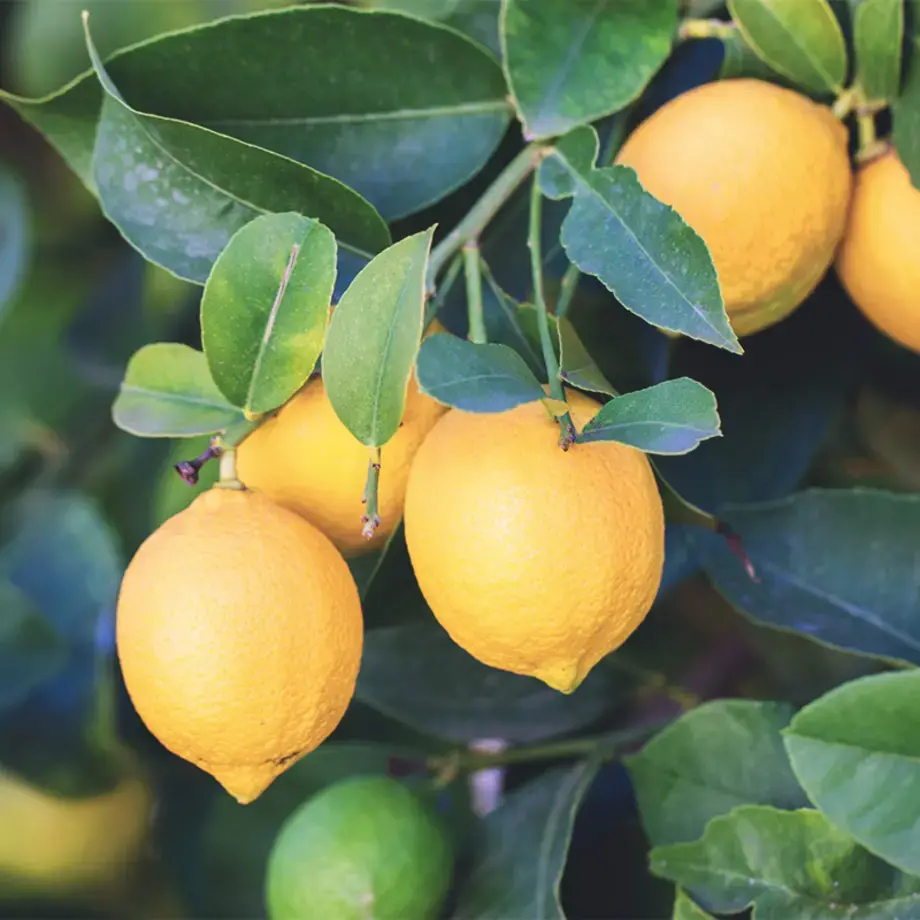 Tutti i consigli per conservare i limoni a lungo