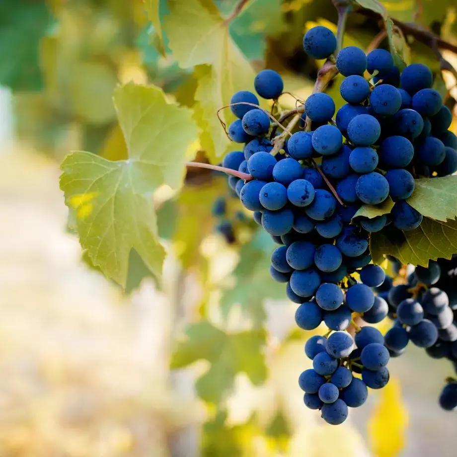 Agriturismi con cucina nelle Langhe