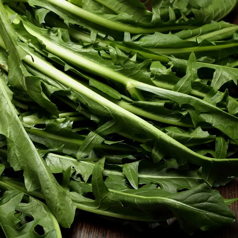 alimenti amari - cicoria