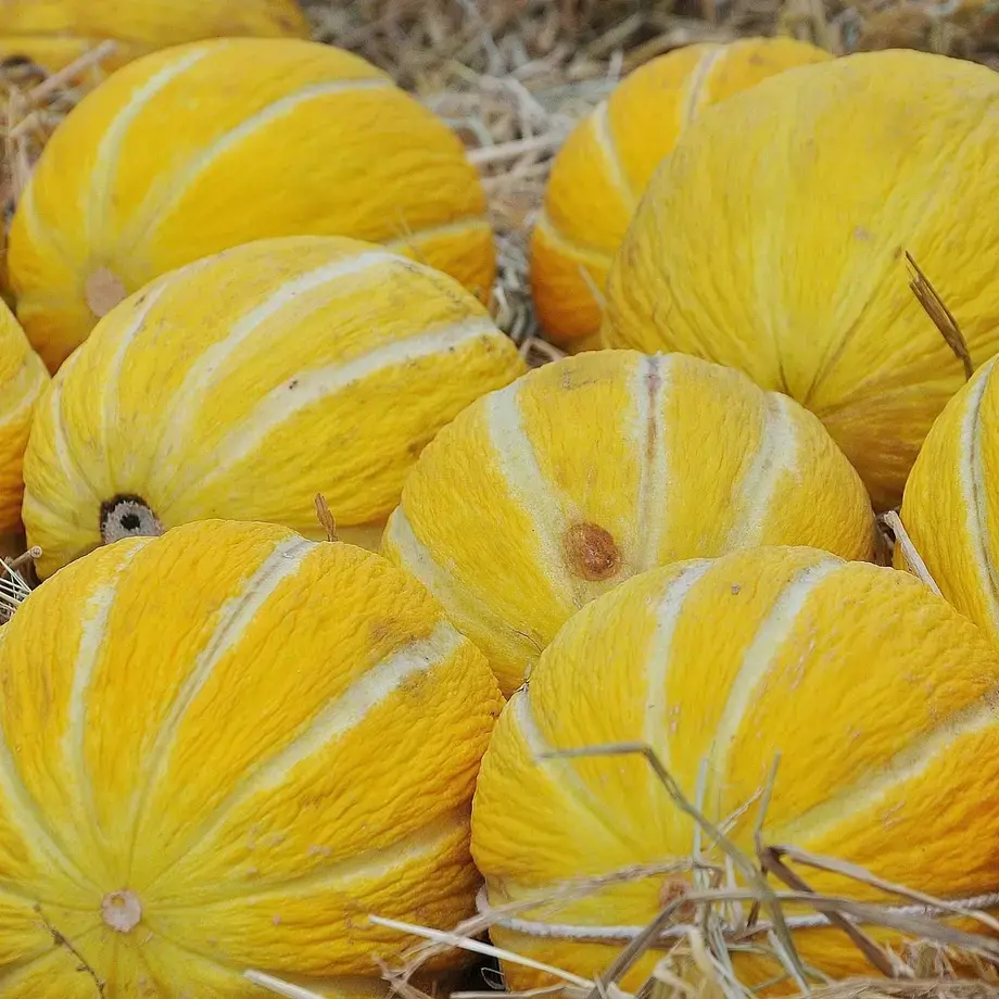 I benefici del melone