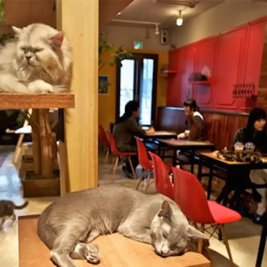 caffe-per-gatti-torino