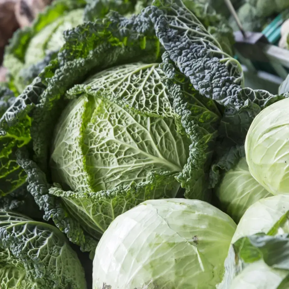 cavolo cappuccio e cavolo verza