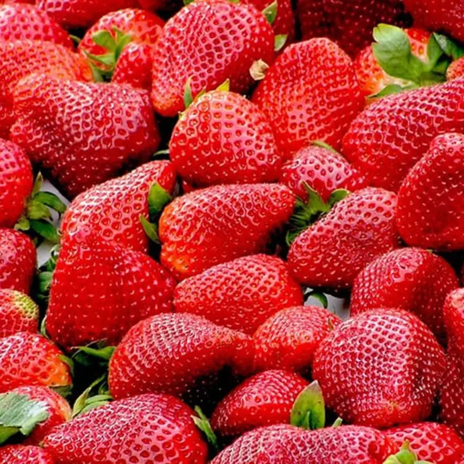 come-coltivare-fragole-casa