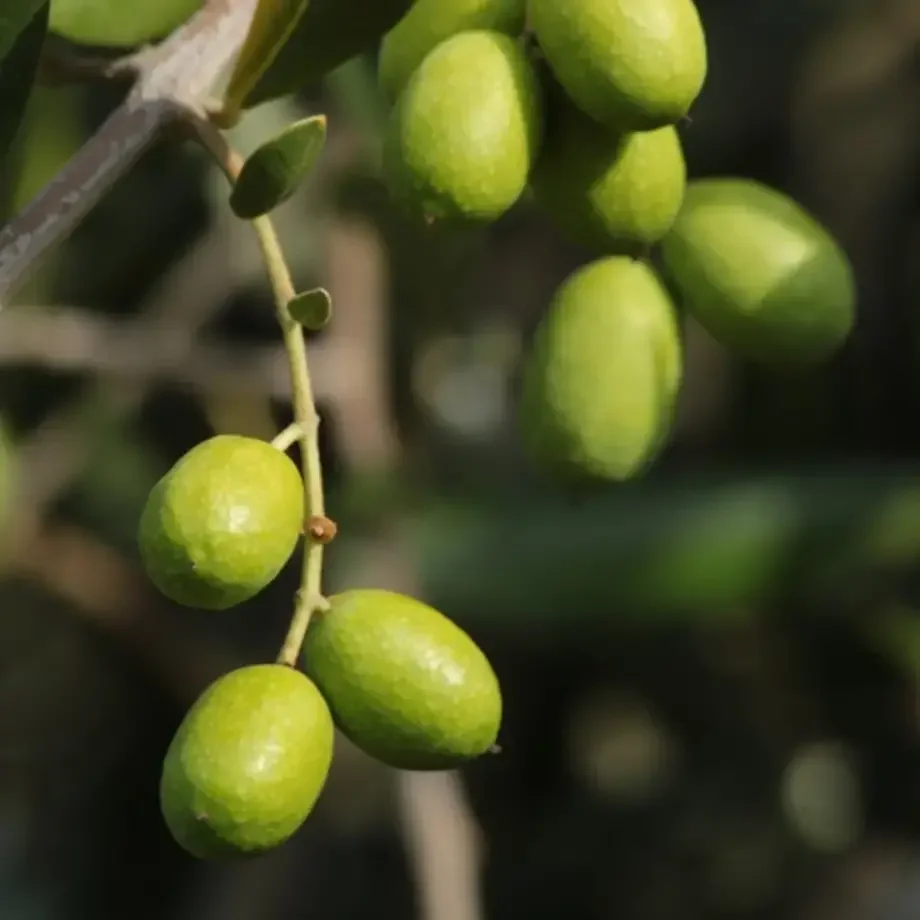 come-conservare-le-olive